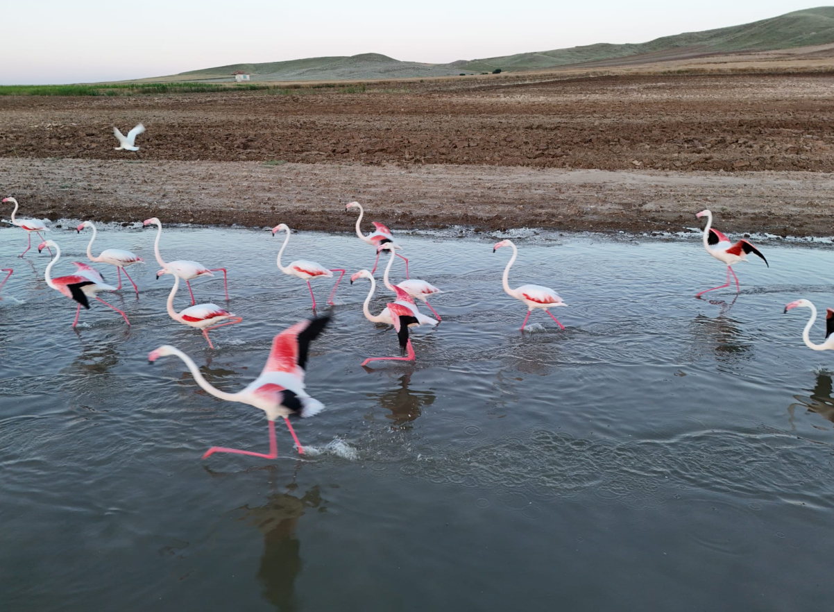 Flamingolar mola verdi!