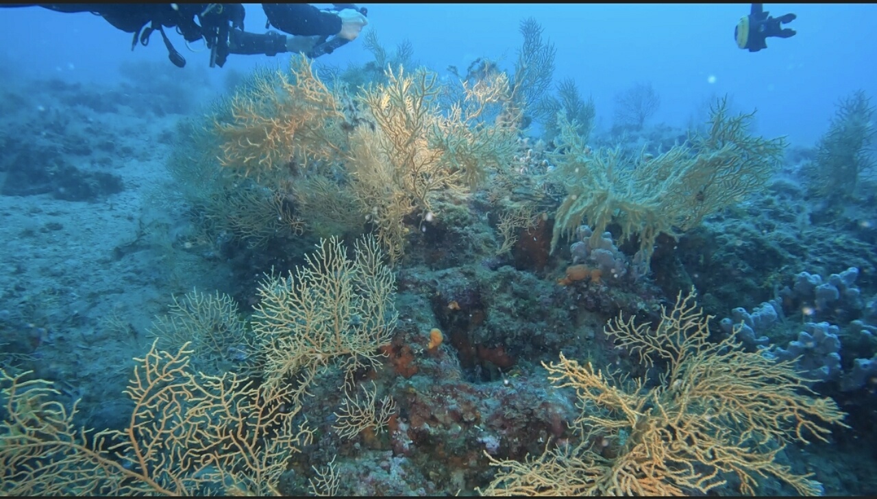 Denizdeki gizli hazine: Sarı gorgonlar!