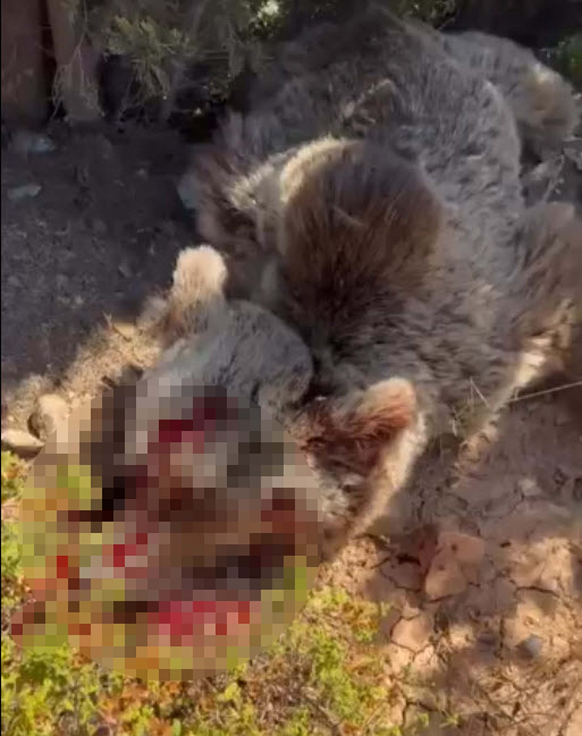 Balkonda uyuyan kişiye saldırıp öldüren ayı vuruldu!